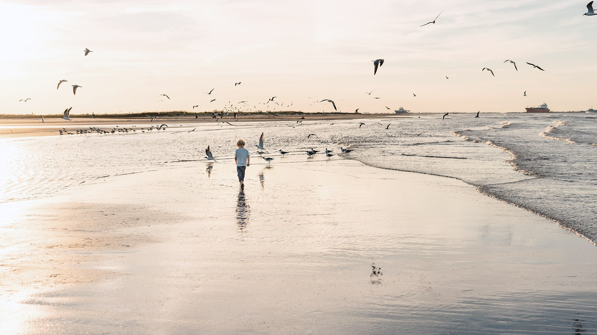Child at beach with birds at sunset