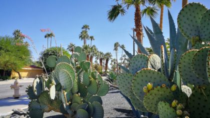 Cacti in Palm Springs