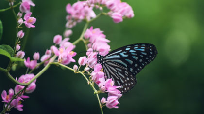 Blue and black butterfly on pink flowers