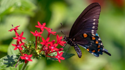 Black butterfly on red flower