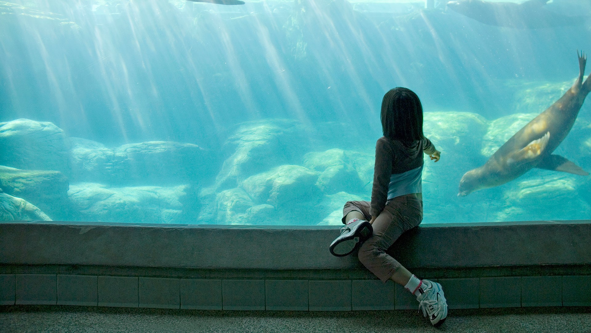 Child observing seal at the aquarium