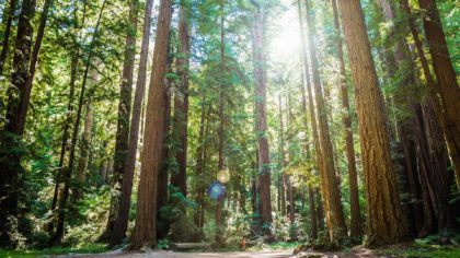 Henry Cowell Redwoods State Park in California