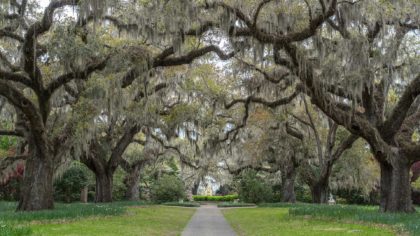 Brookgreen Gardens during the day