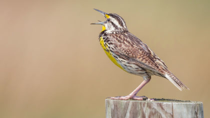 Meadowlark perching on wood and chirping