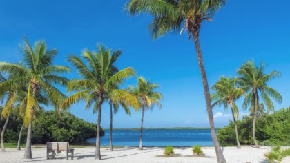 Palm trees and bench on Florida Keys beach