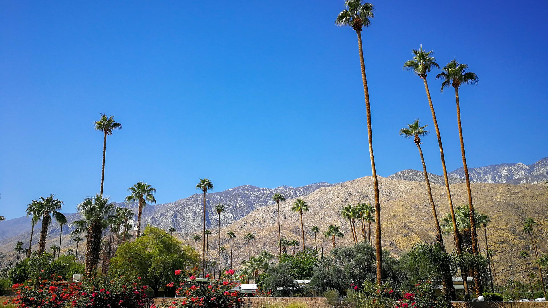 Palm trees and mountains in Palm Springs