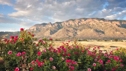 Sandia Mountains and pink wildflowers