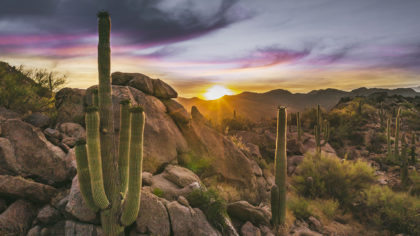 Cacti in Sonoran Desert at dusk