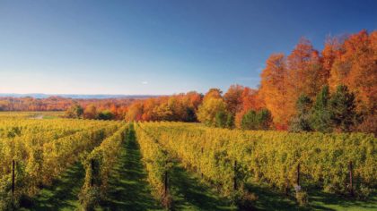 Traverse City vineyards in fall