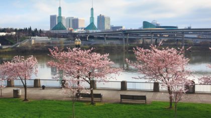 Cherry blossoms blooming along Portland waterfront