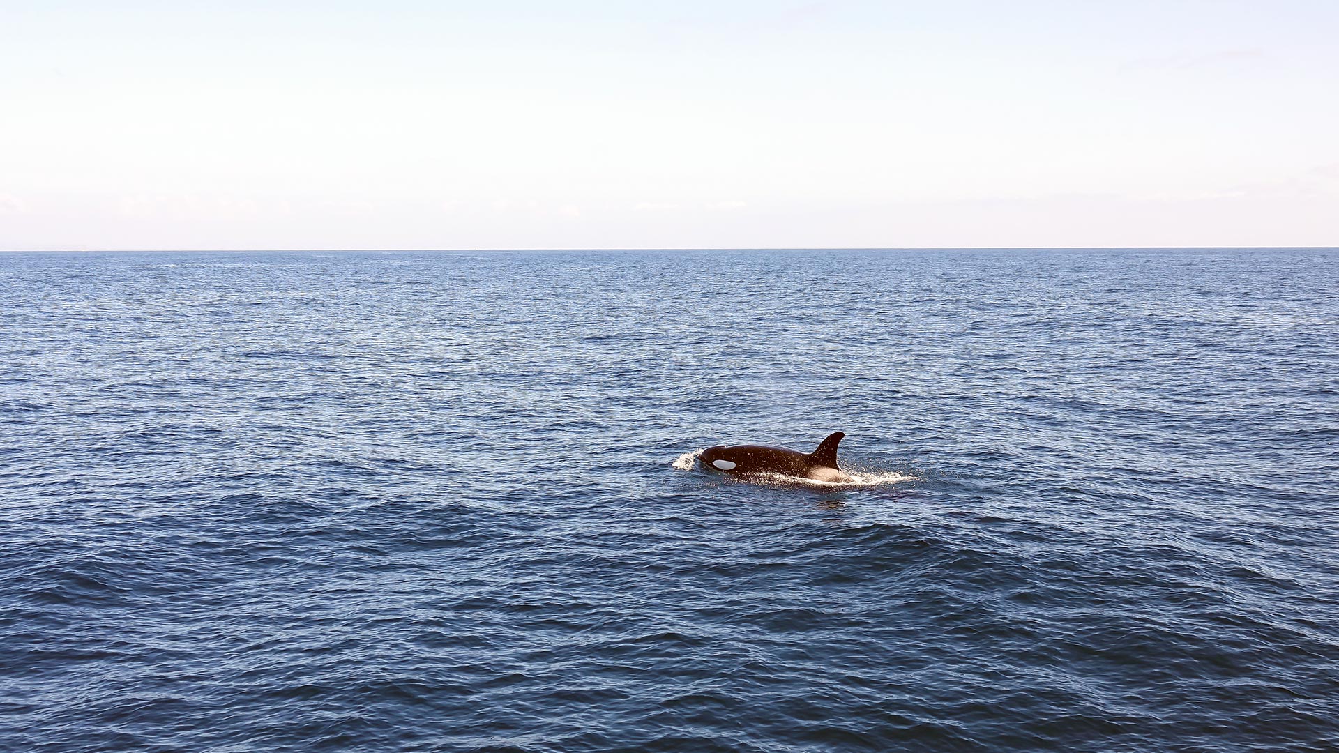 Whale surfacing near Long Beach