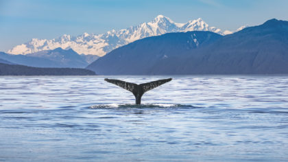 Whale tale in front of mountains