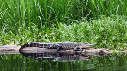 Alligator on a log in a swamp
