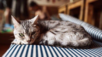 Cat laying down on striped pillow