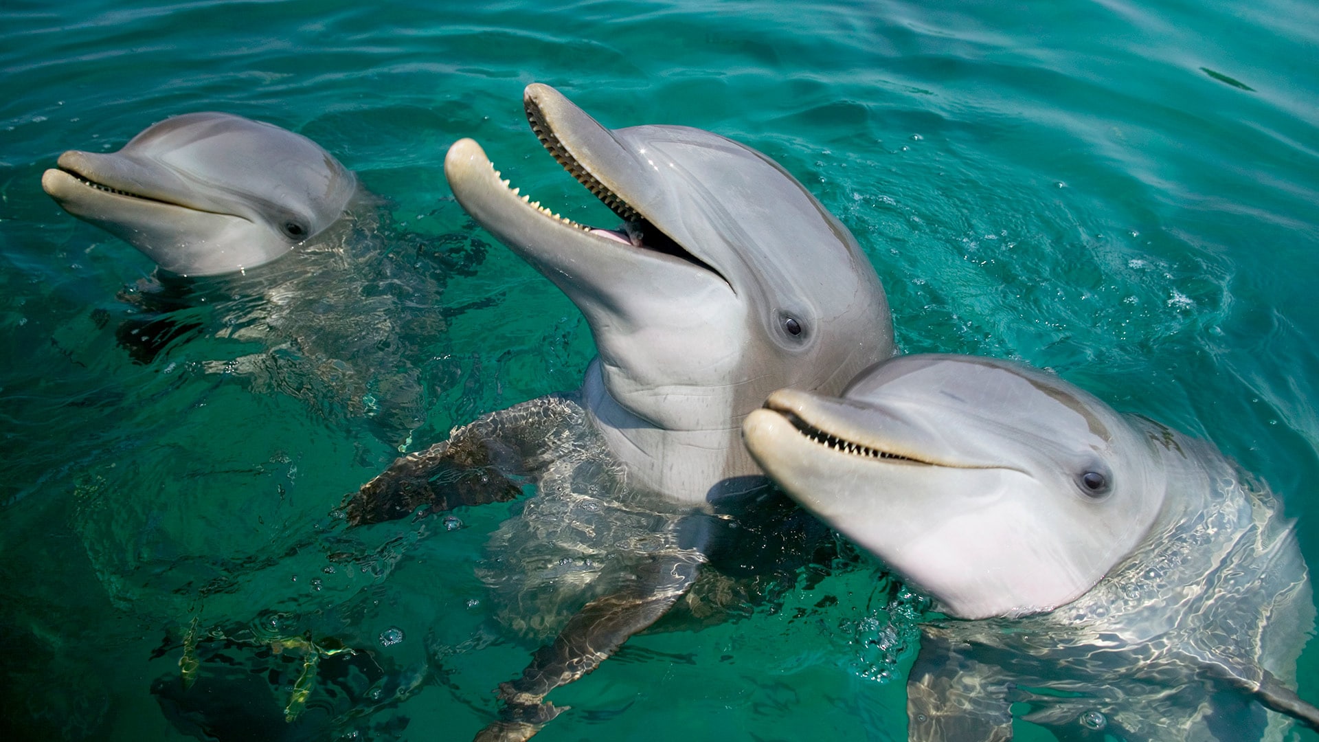 Three dolphins in the ocean