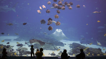 kids looking at aquarium tank in Atlanta