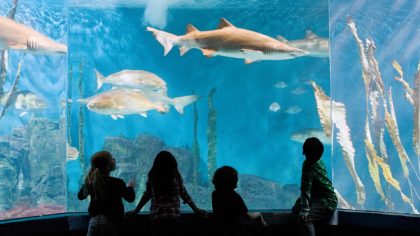 Children viewing sharks and fish at an aquarium