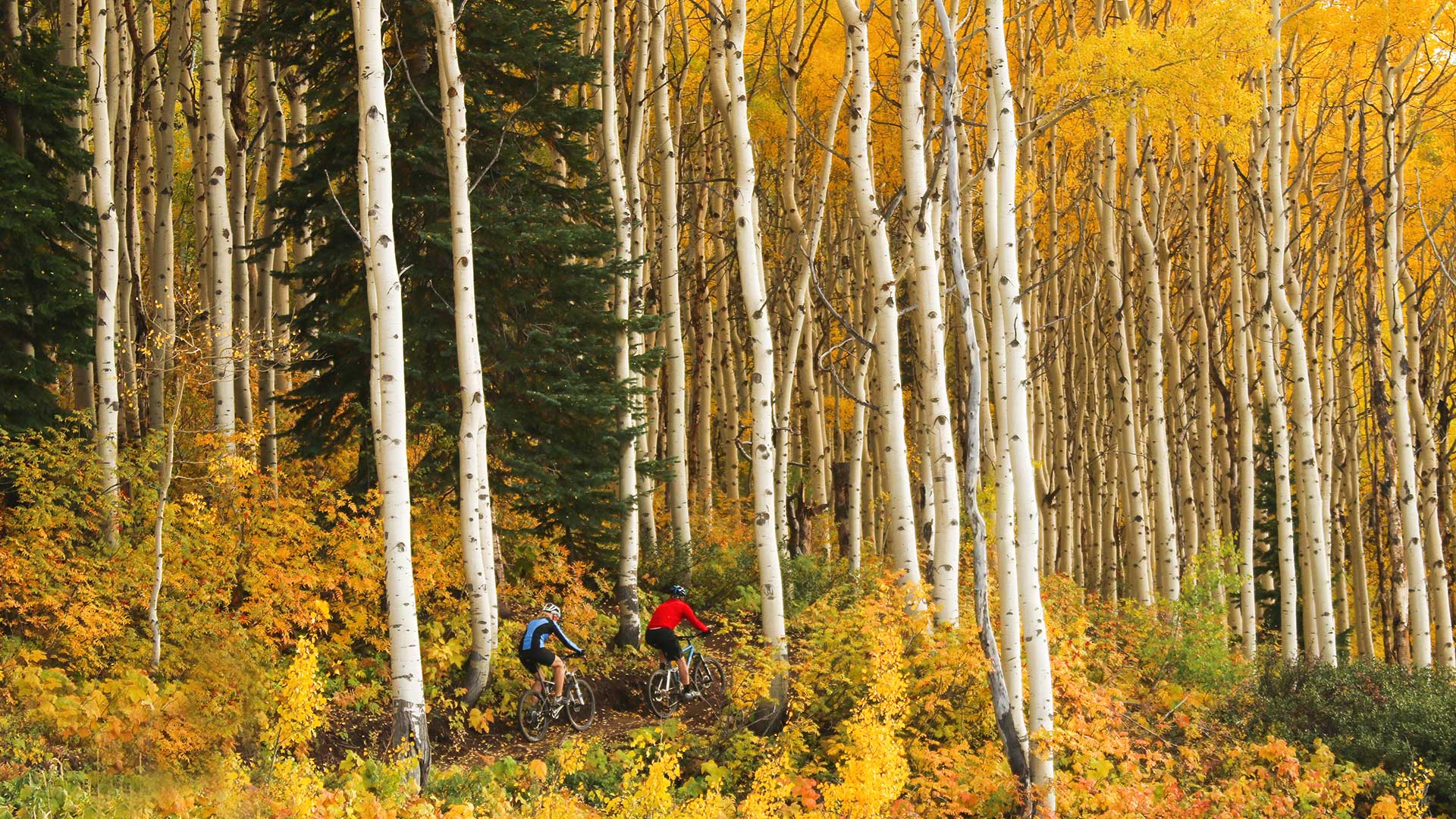 Bikers going through trees in Aspen during the fall