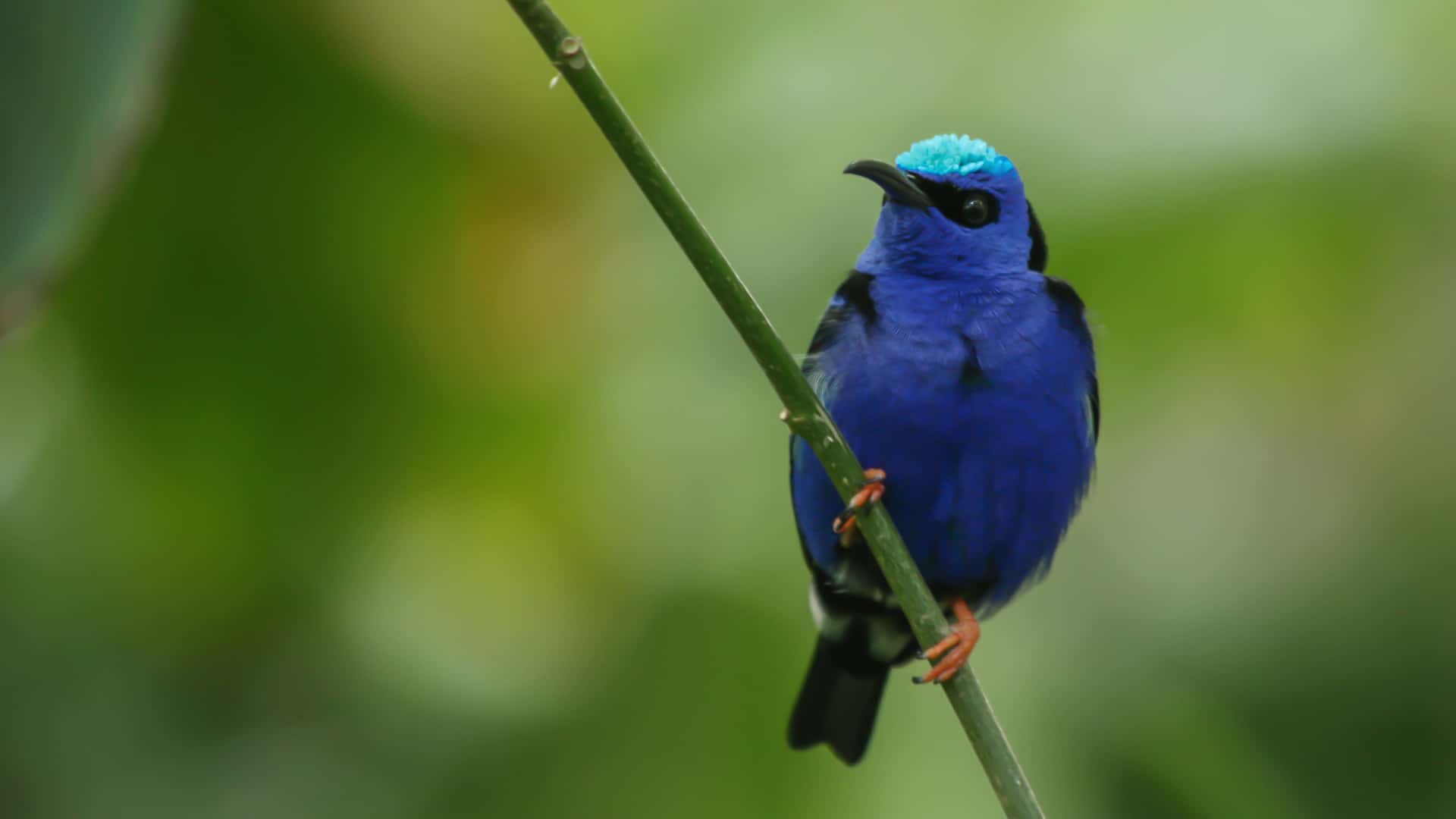 blue bird on twig