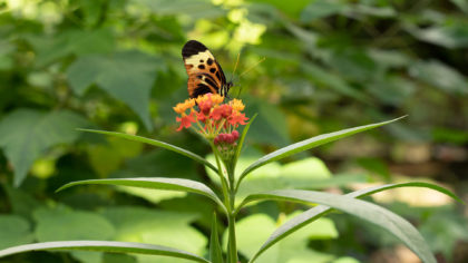 Butterfly on flower in botanical garden