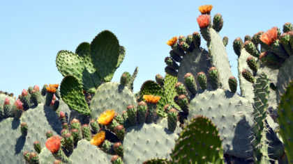 Cacti in bloom on sunny day