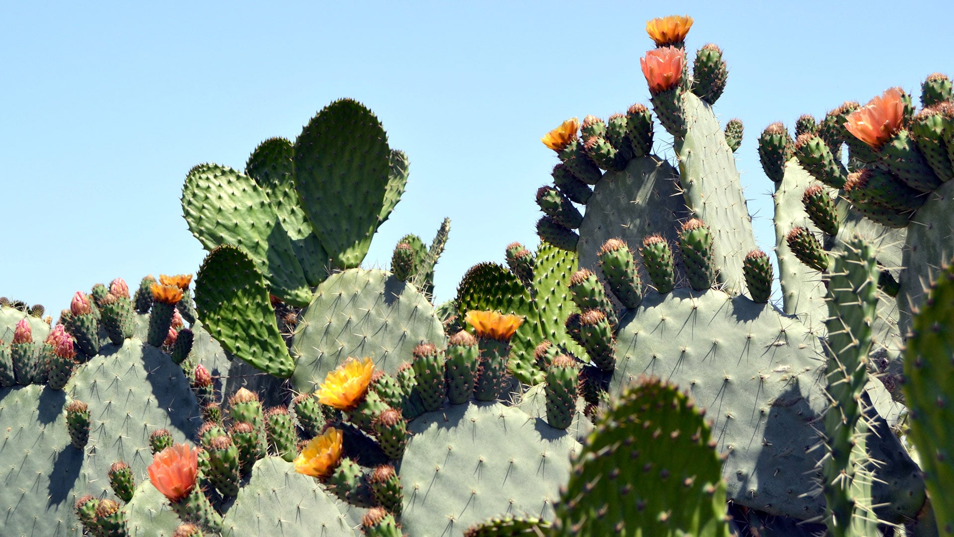 Cacti in bloom on sunny day