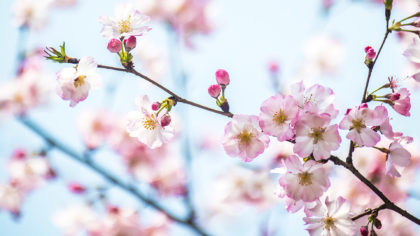 Cherry blossoms on a tree branch