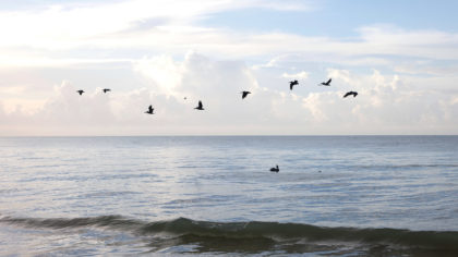 Flock of birds over the ocean