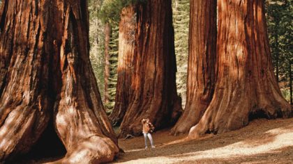 Person standing next to redwoods at Mariposa Grove