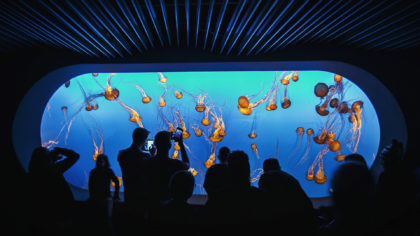Jellyfish tank at Monterey Bay aquarium