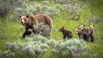 Mother bear and grizzly cubs