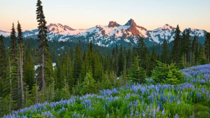 mount rainier peaks and forest