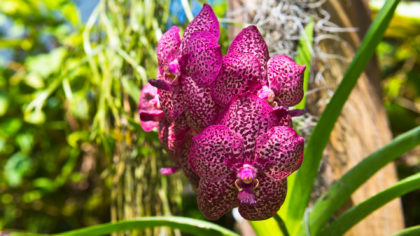 Purple orchid in the sun
