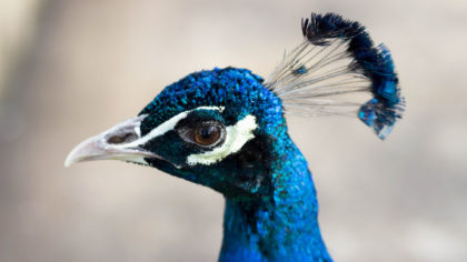 Head of a blue peacock