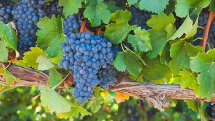 Ripe fresh grapes on the vine