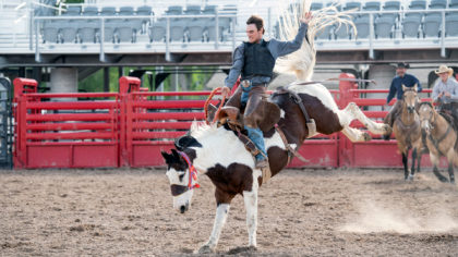 Cowboy on kicking horse at rodeo