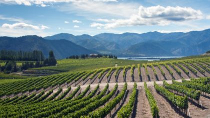 Vineyard with mountains in the background in Lake Chelan