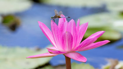 dragonfly over a water lily