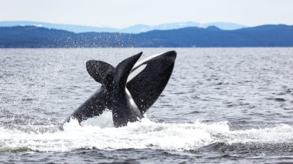 Orca whales jumping out of ocean