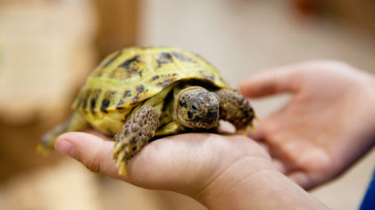 Person holding turtle