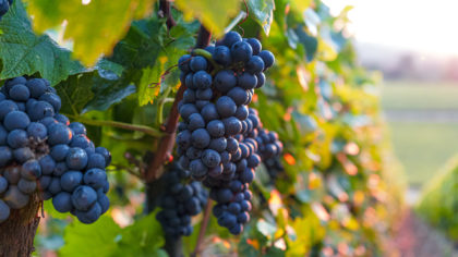 Fresh grapes on the vine