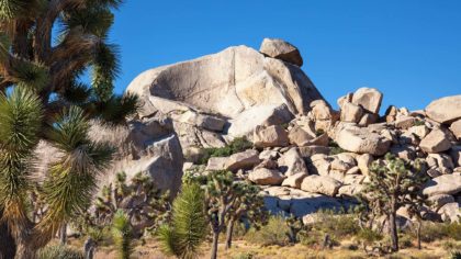 joshua trees and rock formations