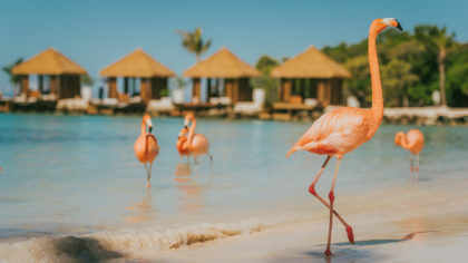 flamingos in aruba on beach