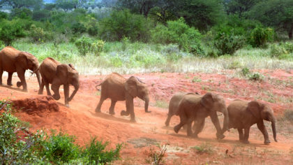 wild elephants in kenya