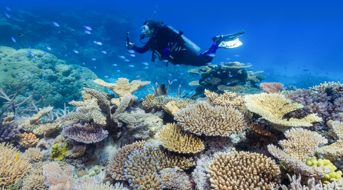 Travellers' impact on coral reefs