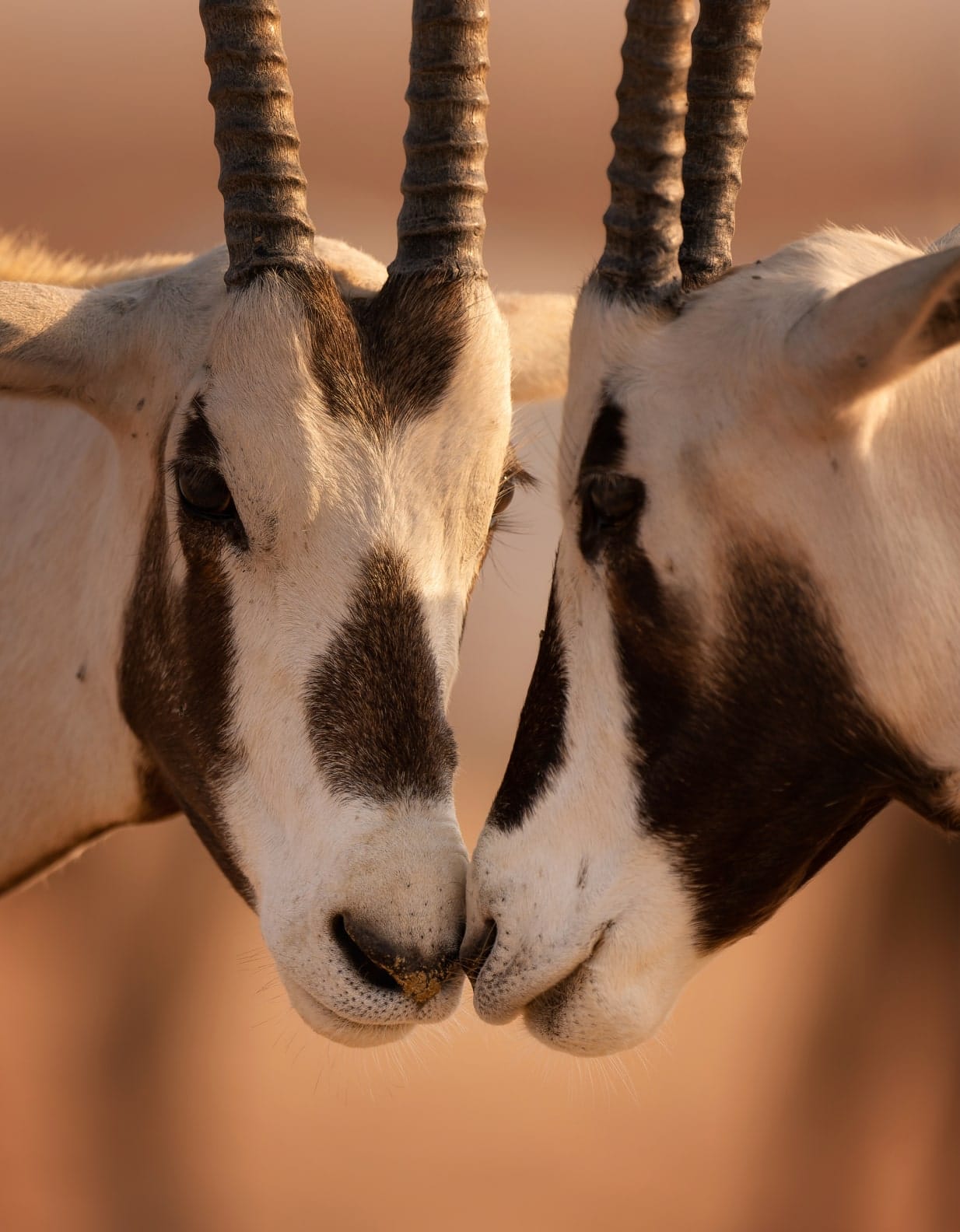 Arabian oryx are a protected species by the UAE government