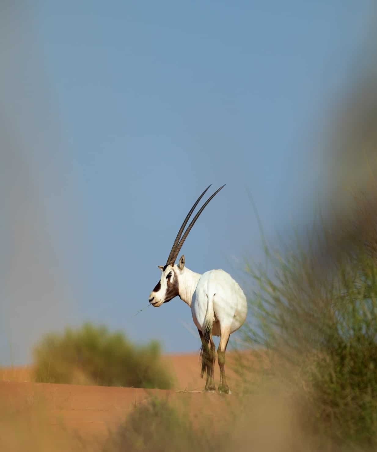 70 Arabian Oryx were donated to Al Maha by Sheikh Ahmend in 1999