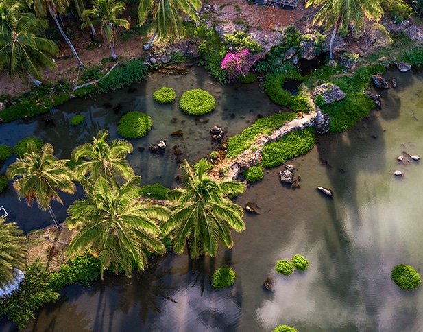 Restoration at Mālama Loko Ea helps the islands’ species and environment thrive