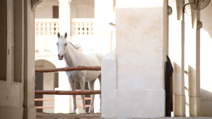 white arabian horse in qatar