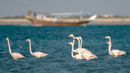 flamingoes in water